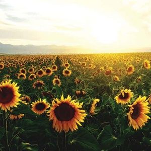 Meet your Posher, Kenize